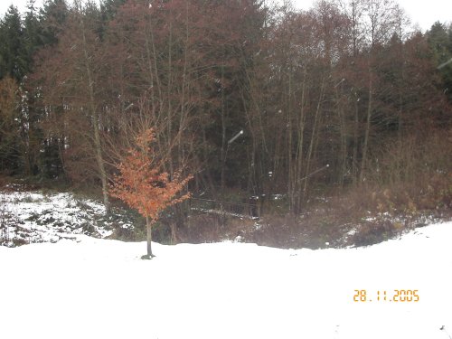 Un pont si loin...